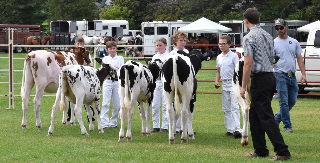 Cattle judging time at the Arran Tara Fall Fair