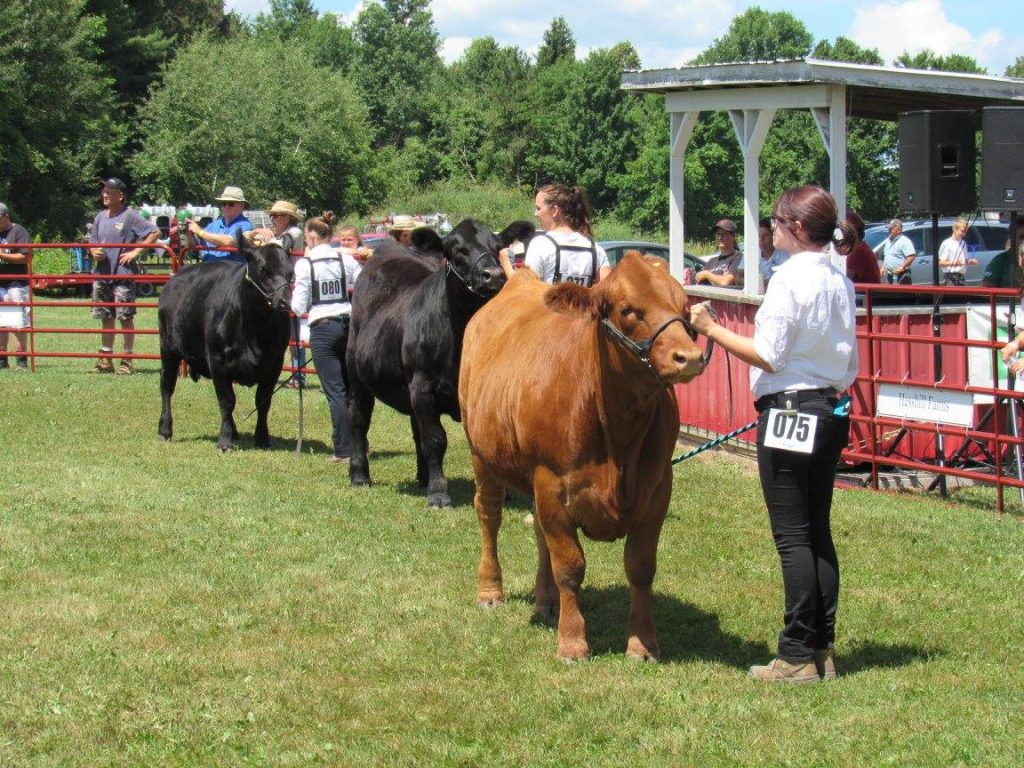 Cattle Judging