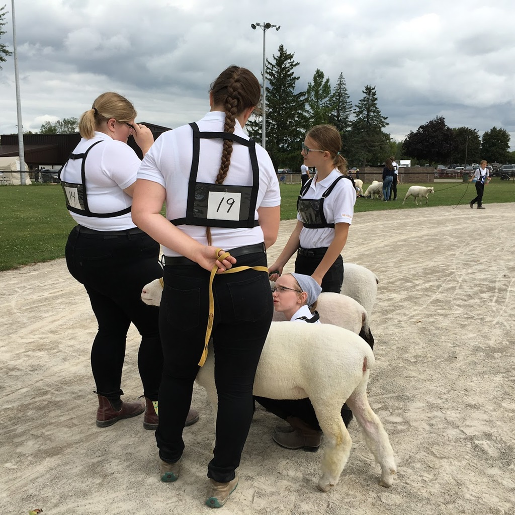 Aberfoyle Fall Fair - Sheep