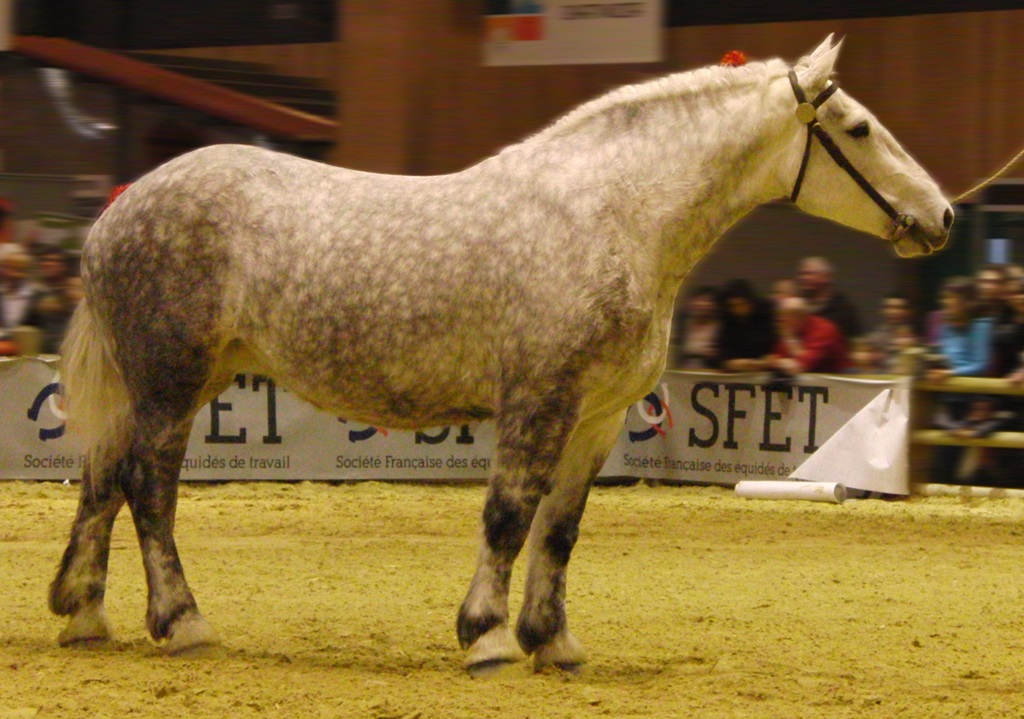 Equine (Percheron)