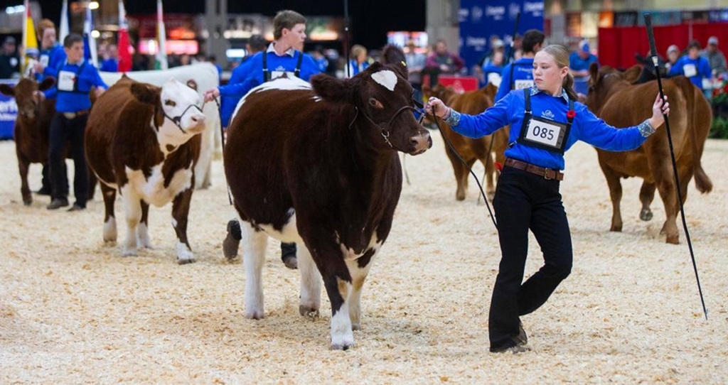 Cattle Judging - Agriculture Exhibition