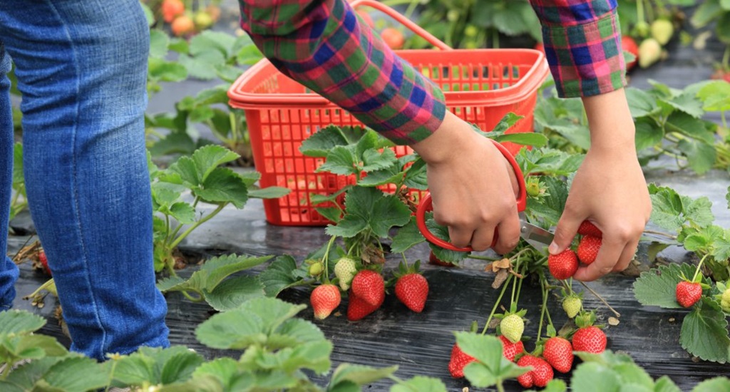 Fruit Crop (Strawberries)