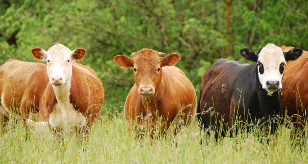 Livestock Farming (Beef Cattle Farming) - Types of Farming Guide