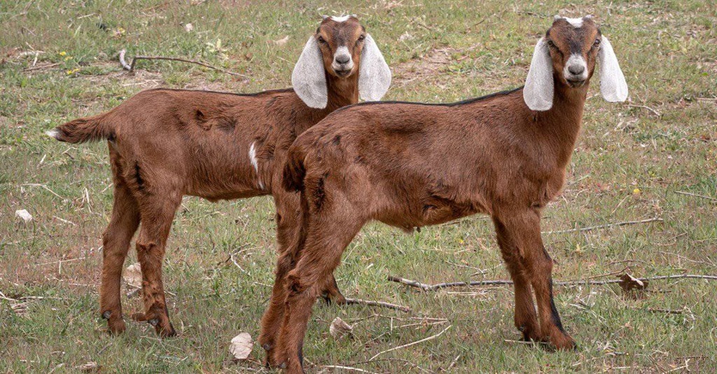 Goat (Nubian Goats) - Farm Livestock Guide