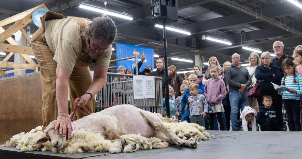 Sheep Shearing Demonstrations - Agriculture Exhibition