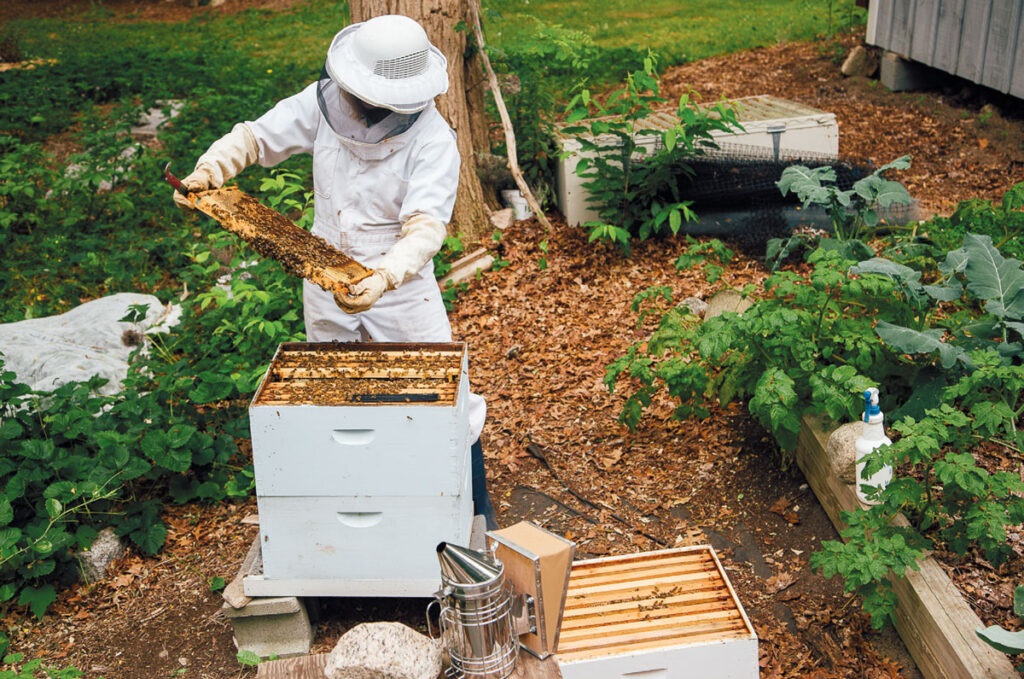 Specialty Farming (Beekeeping and Honey Production) - Types of Farming Guide