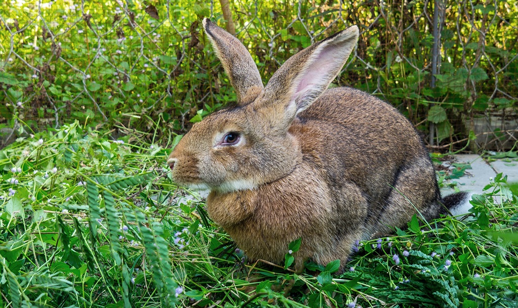 Rabbits (Flemish Giant) - Farm Livestock Guide