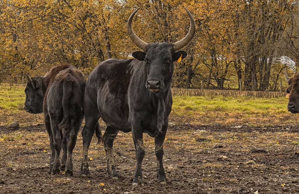 Alternative and Niche Livestock (Beefalo)