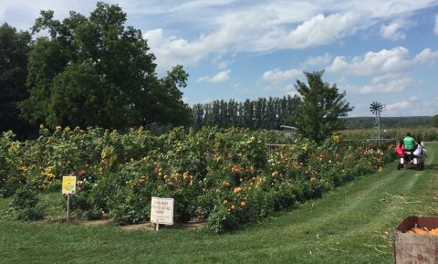 Andrews Farm Pick-Your-Own-Experiences Showcase | Ontario Agritourism
