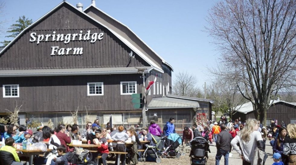 Springridge Springridge Farm Fun Farmyard Showcase | Ontario Agritourism