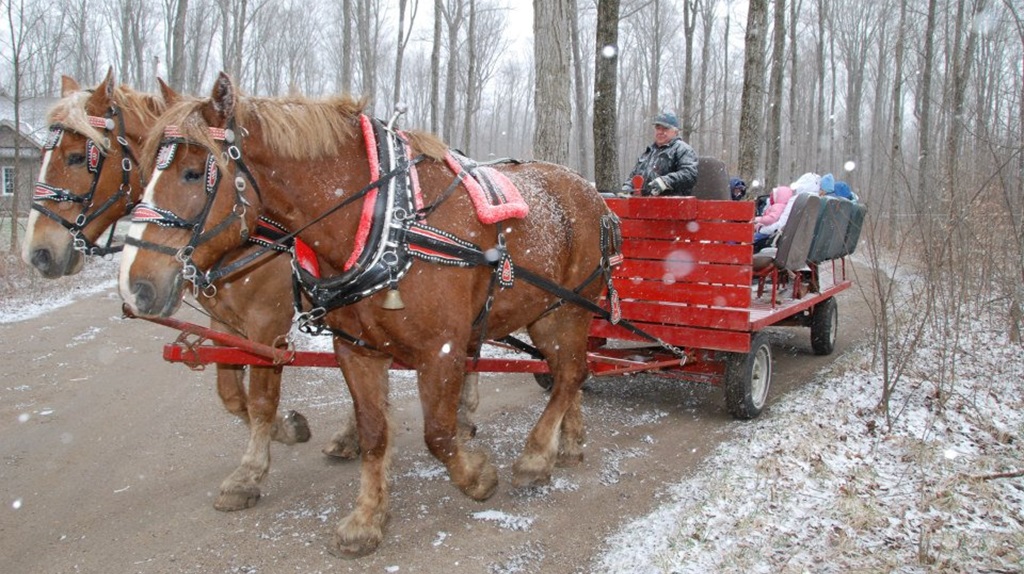 In the Sugarbush - Elmvale Maple Syrup Festival