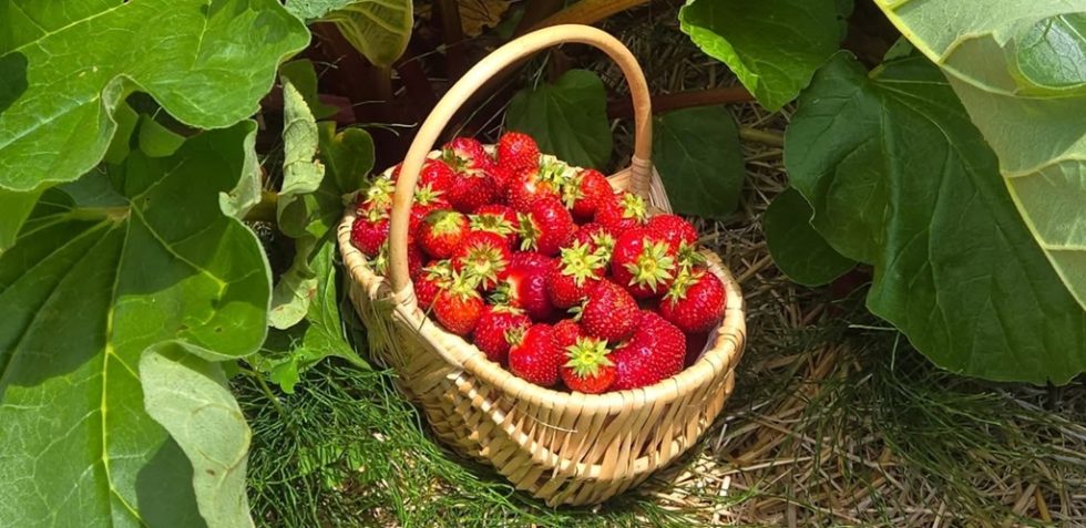 Andrews Farm Pick-Your-Own-Experiences Showcase | Ontario Agritourism