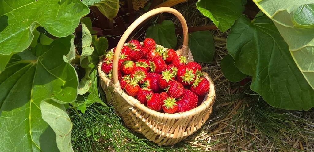 Andrews Farm Pick-Your-Own Experience