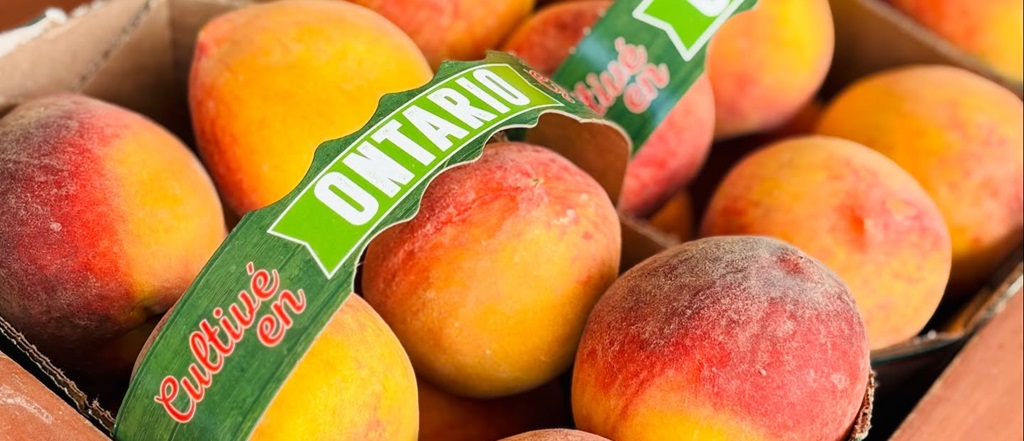 Berrylicious Fruit Farm