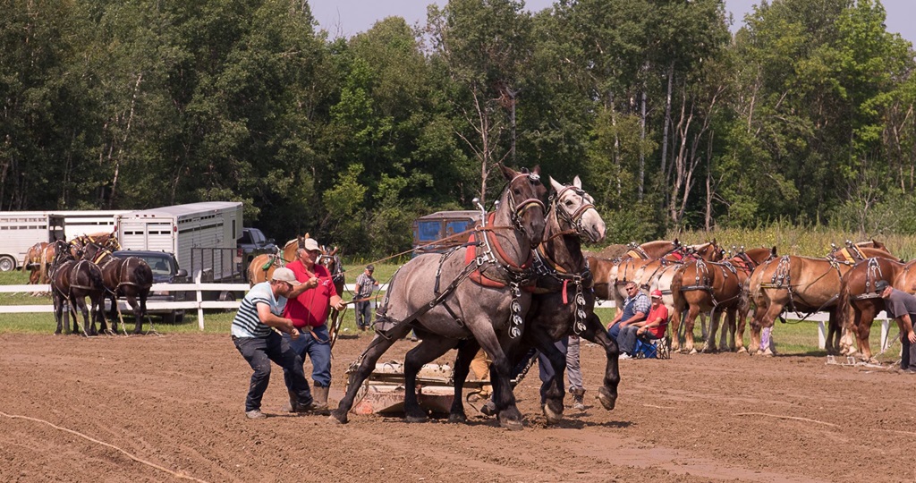 Bonfield Fall Fair