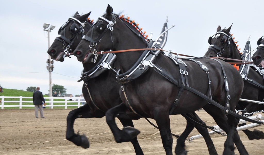 Brampton Fall Fair