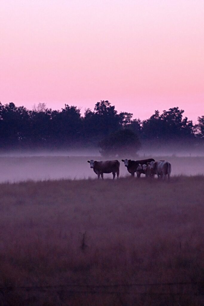 Cows in the Mist