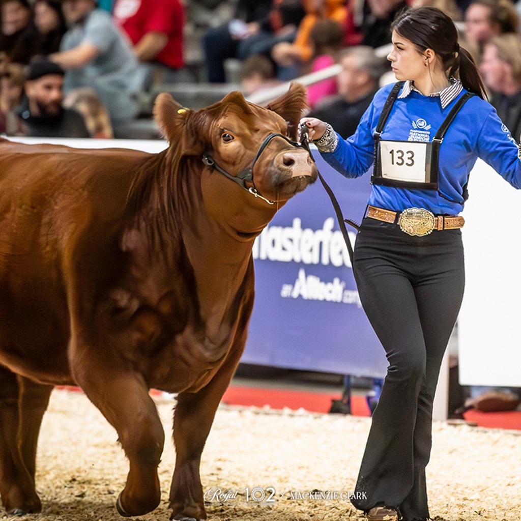 Showing off her prize cow at the Canadian National Exhibition