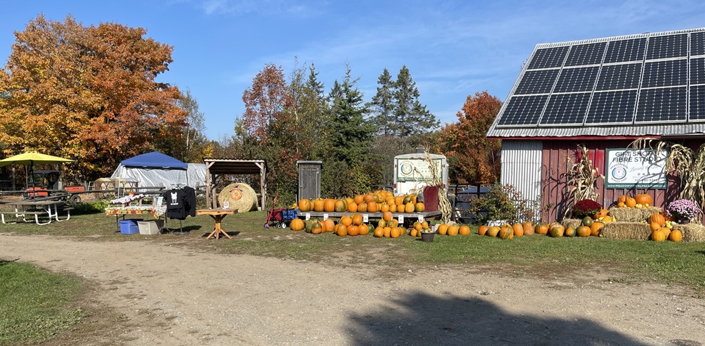 Pumpkins for sale