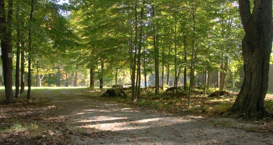 Forest Trail