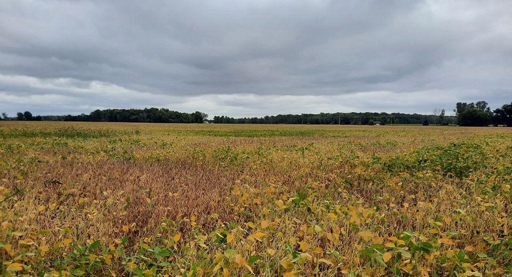 Farm Field