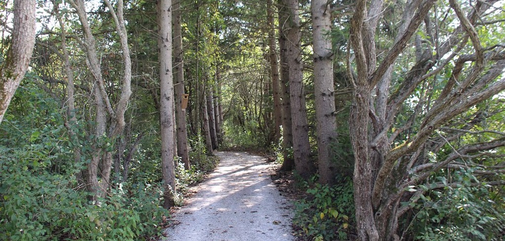 Forest Path
