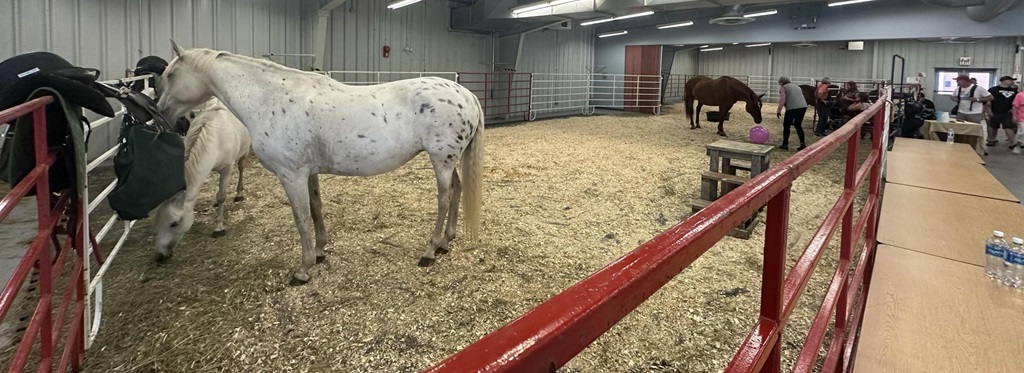 Tending the horses at the Canadian Lakehead Exhibition