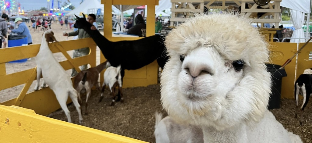 Here's looking at you at the Capital Fair Petting Zoo