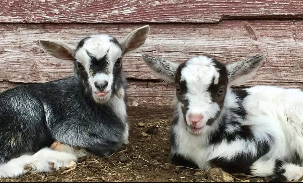 Goats at the Dryden and District Fair