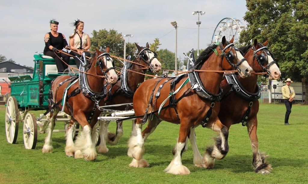 Heavy Horse Show - Caledonian Fair