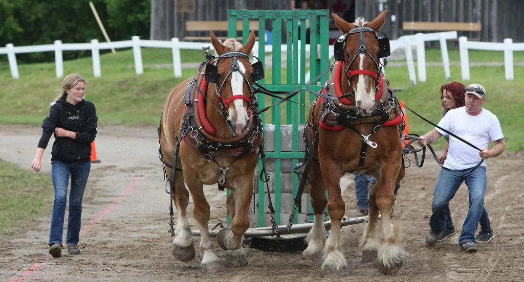 Heavy Horse Pull - Caledon Fair