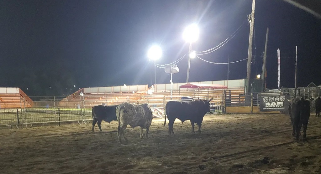Cattle Show - Binbrook Fall Fair