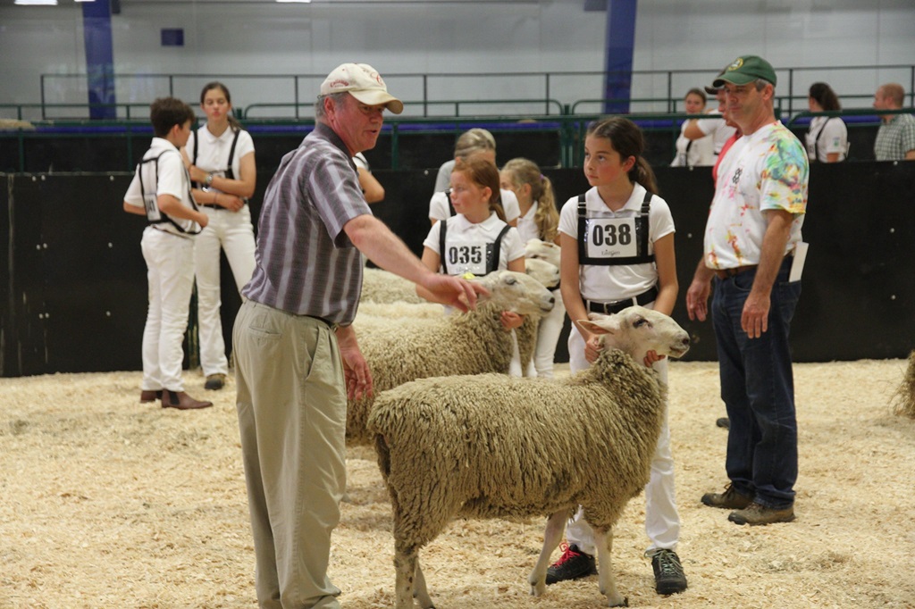 Sheep Judging - Bolton Fall Fair