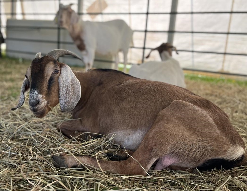 Goat - Brooklin Spring Fair