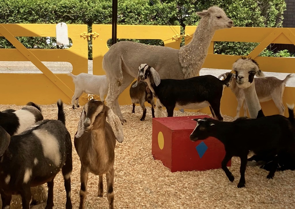 Animal Barn - Capital Fair