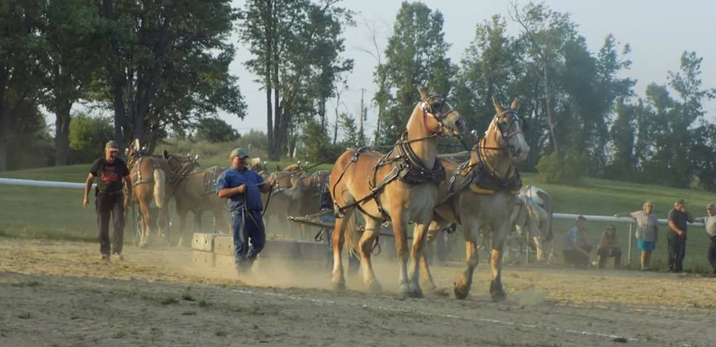 Horse Pull - Centreville Fair