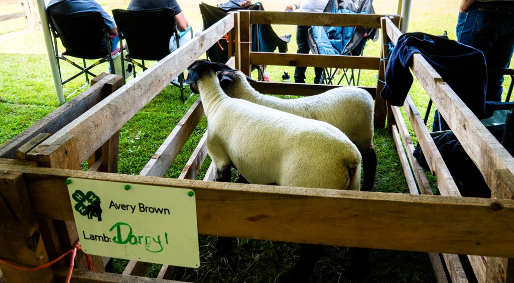Lambs - Chatsworth Fall Fair