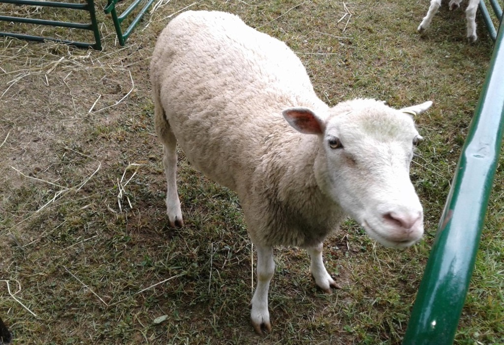Sheep Show
