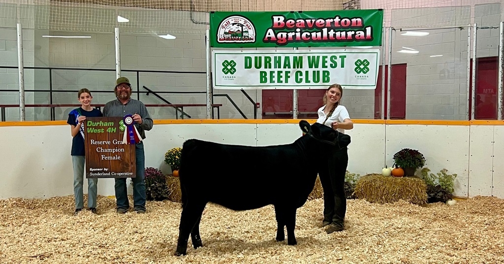 4-H Beef Show