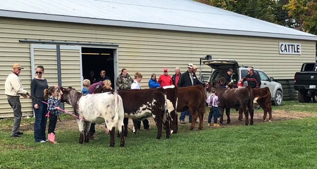 Cattle Judging - Bobcaygeon Fall fair