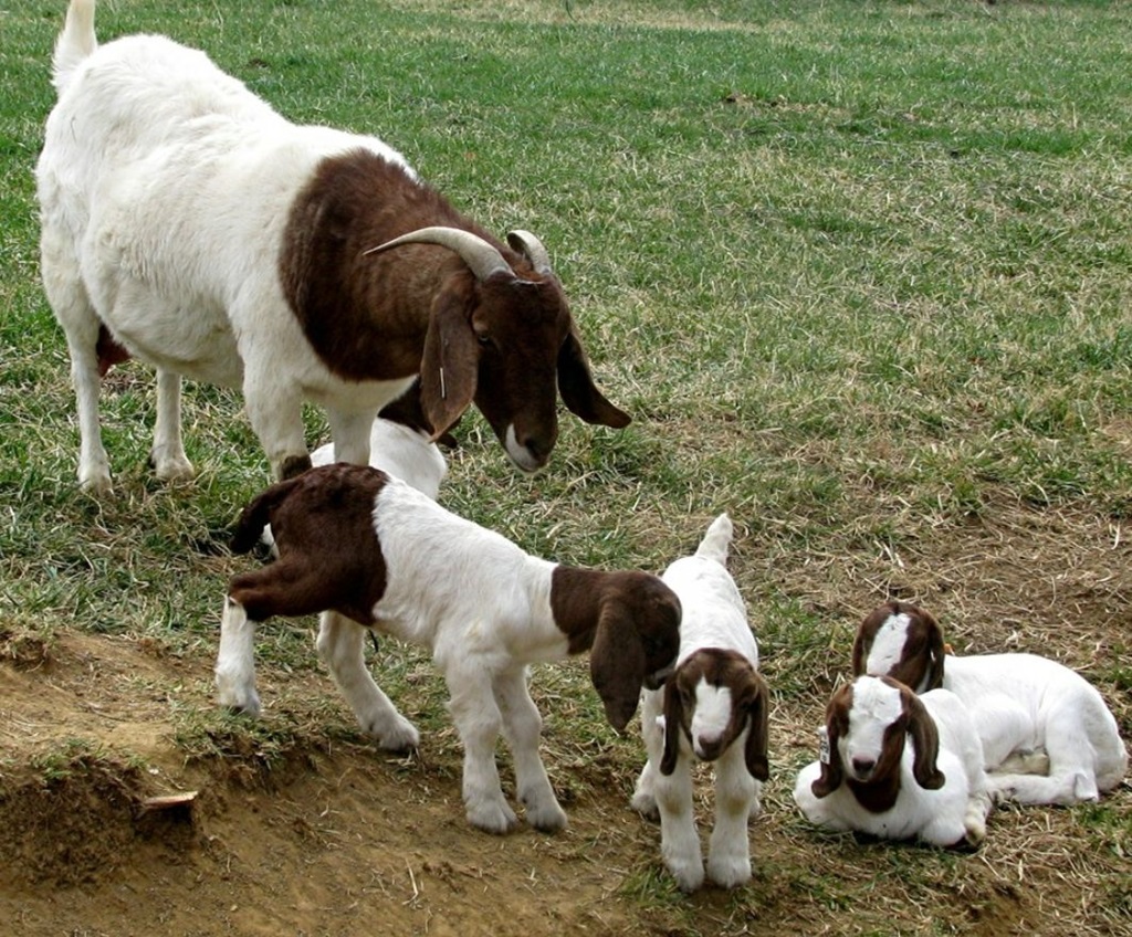 Goats - Bruce Mines Fall Fair