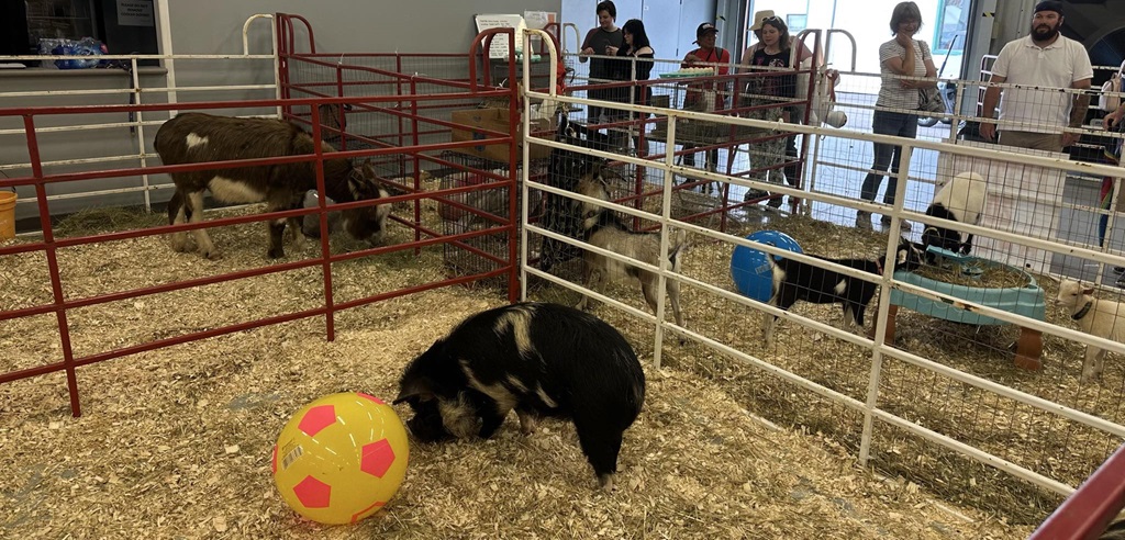 Pig Pen - Canadian Lakehead Exhibition