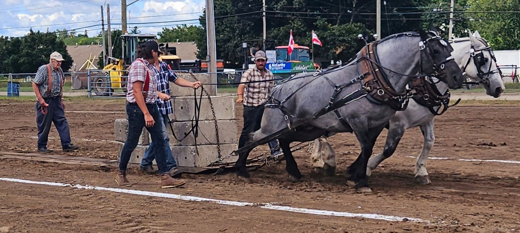 Horse Pull - Campbellford Fair