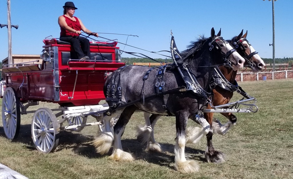 Heavy Horse Show - Cobden Fair