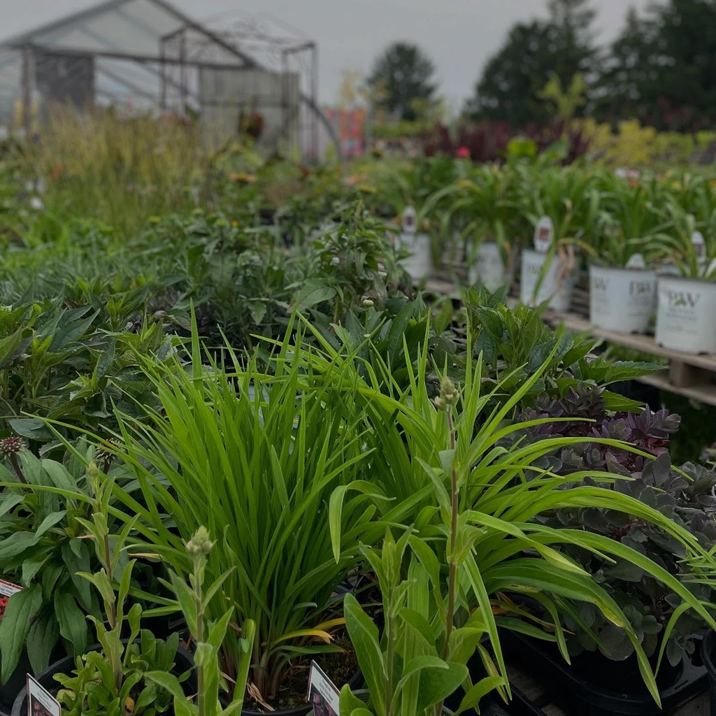 Potted Plants - Turner's Farm Market