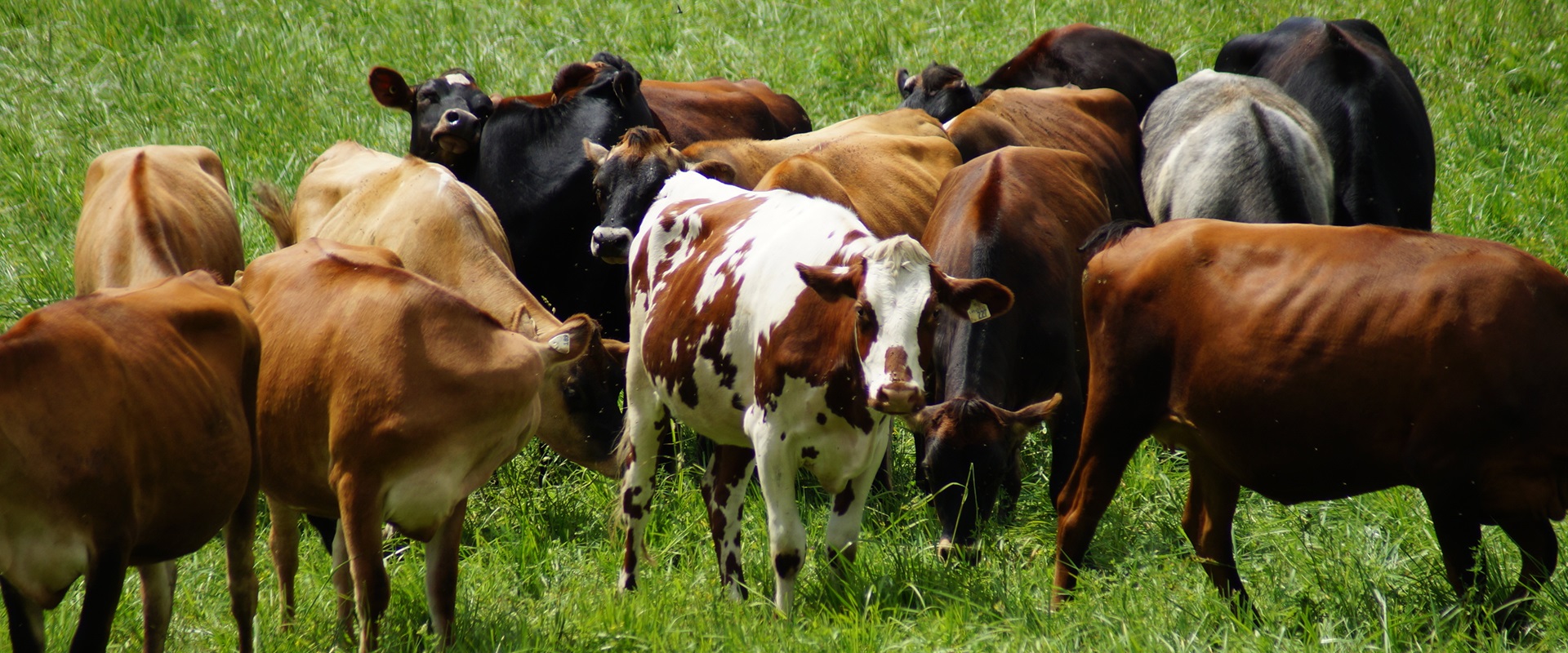 Farm Livestock Guide