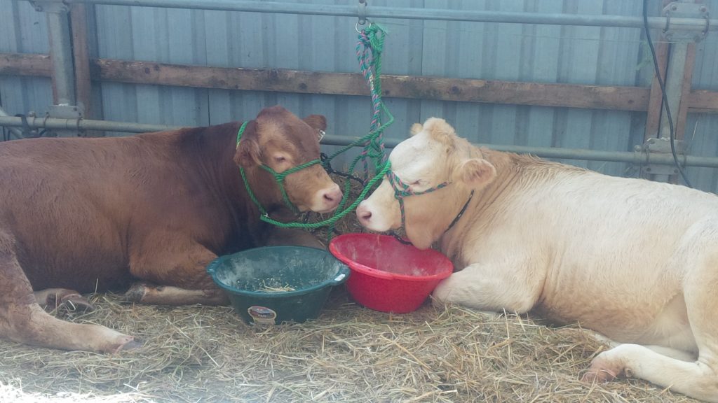 Lindsay Exhibition (2018)