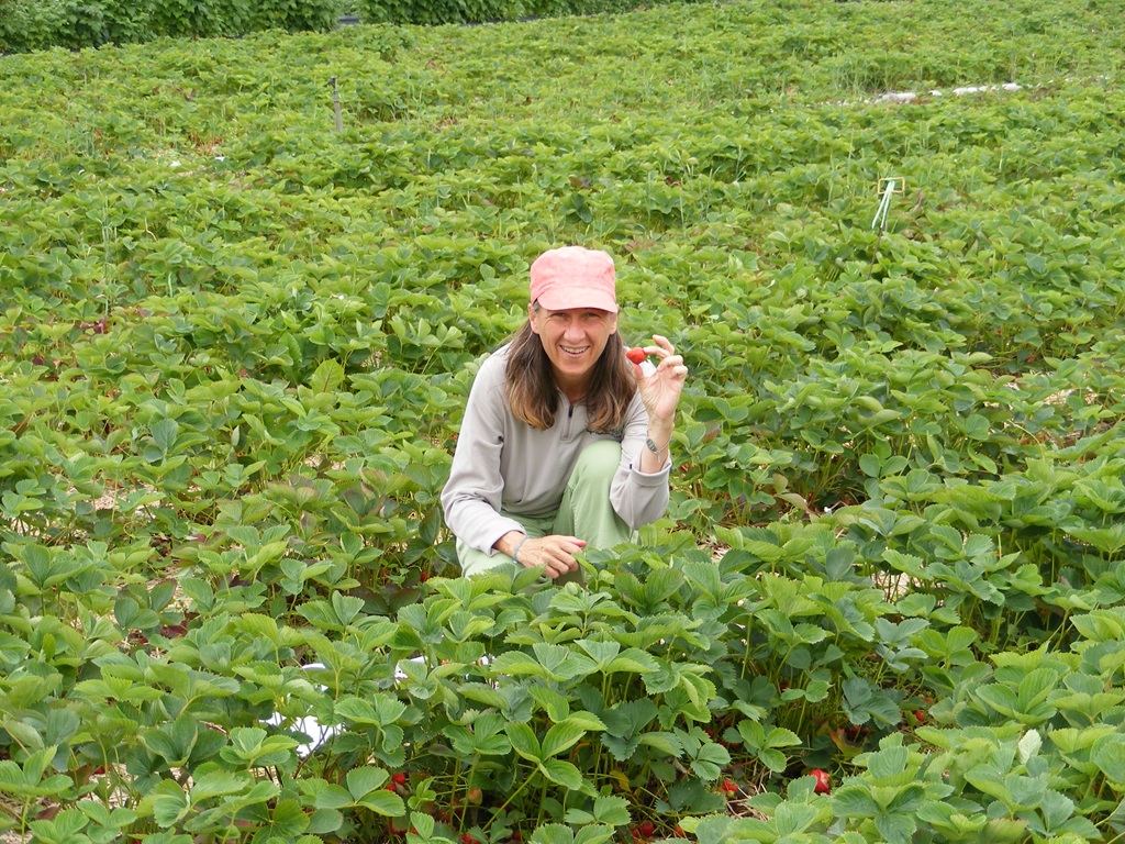 Berry Picking