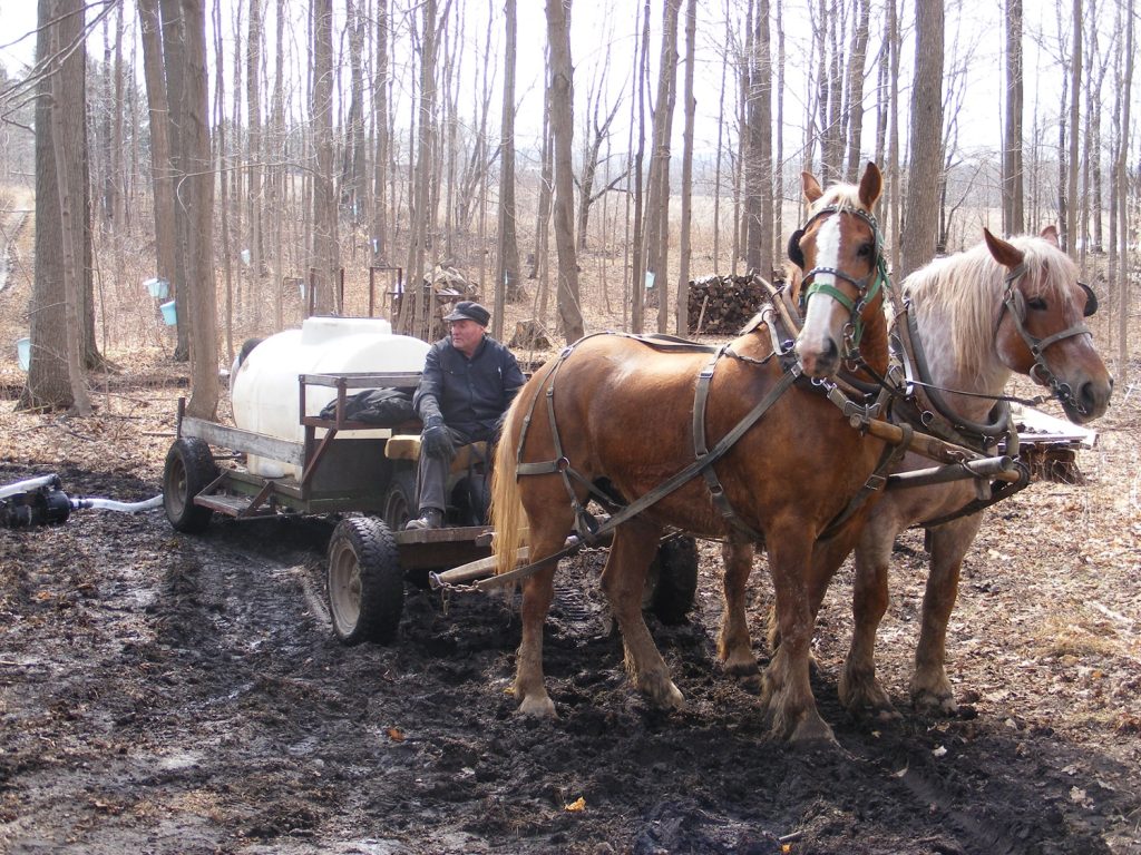 Elmira Maple Syrup Festival