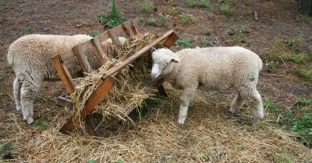 Sheep Eating HayVillage Event - Doon Heritage Village